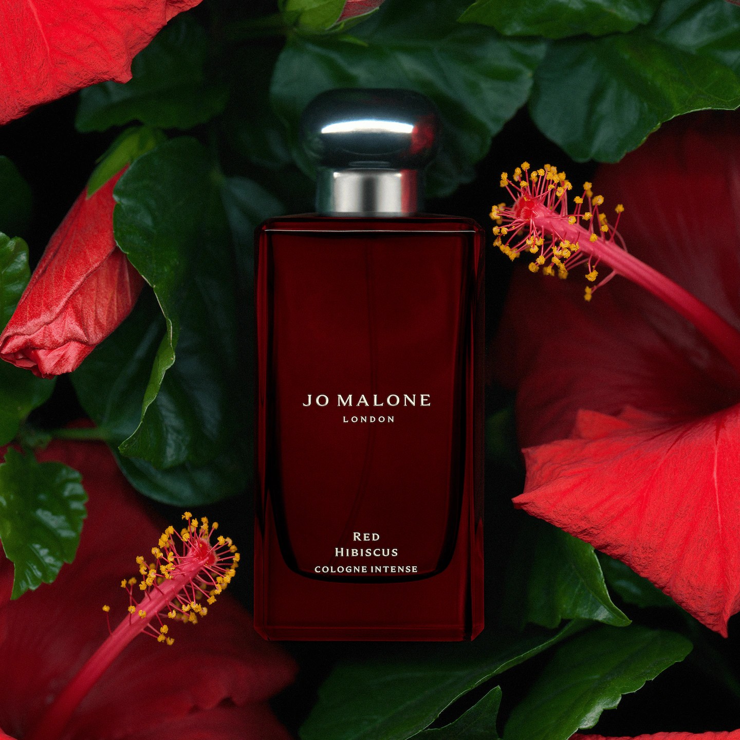 RED HIBISCUS